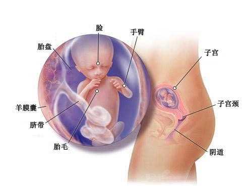 上海世纪助孕：盘点国内外那些公开代孕的明星