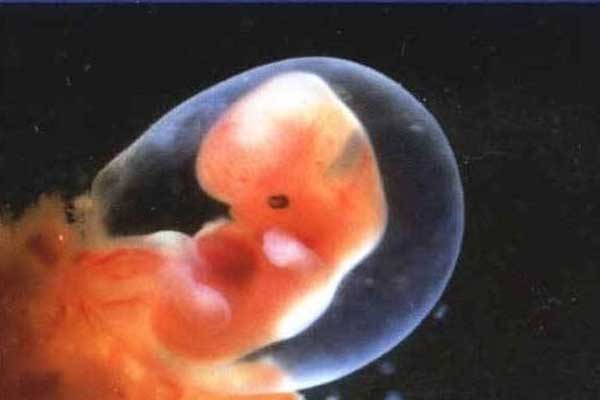 卵巢早衰易流产吗_生孩子切除子宫了_试管婴儿移植后几天可以知道自己是否怀