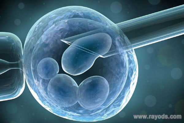 胚胎发育缓慢_双角子宫怀孕经历_49岁高龄女性做试管生龙凤胎的几率大吗?